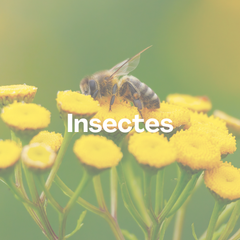 Collection image for: Thème - Insectes