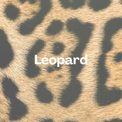 Collection image for: Thème - Léopard