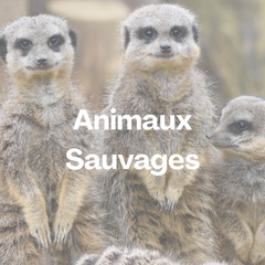 Collection image for: Thème - Animaux sauvages