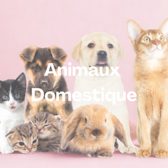 Collection image for: Thème - Animaux Domestiques